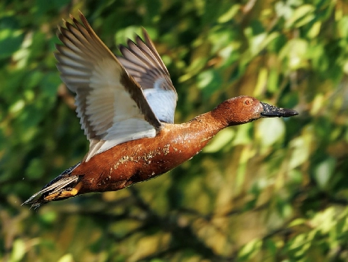 Cinnamon Teal